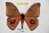  ( - BC-RBP 5313)  @14 [ ] Copyright (2010) Ron Brechlin Research Collection of Ron Brechlin