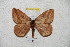  ( - BC-RBP 5316)  @14 [ ] Copyright (2010) Ron Brechlin Research Collection of Ron Brechlin