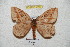  ( - BC-RBP 5318)  @14 [ ] Copyright (2010) Ron Brechlin Research Collection of Ron Brechlin
