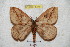  ( - BC-RBP 5319)  @14 [ ] Copyright (2010) Ron Brechlin Research Collection of Ron Brechlin
