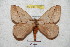  ( - BC-RBP 5320)  @15 [ ] Copyright (2010) Ron Brechlin Research Collection of Ron Brechlin