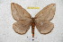  ( - BC-RBP 5324)  @12 [ ] Copyright (2010) Ron Brechlin Research Collection of Ron Brechlin