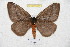  ( - BC-RBP 5337)  @11 [ ] Copyright (2010) Ron Brechlin Research Collection of Ron Brechlin
