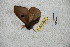 (Automeris pinasi - BC-RBP 4381)  @12 [ ] Copyright (2010) Ron Brechlin Unspecified