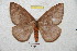  (Pseudodirphia mexaustralica - BC-RBP 5342)  @14 [ ] Copyright (2010) Ron Brechlin Research Collection of Ron Brechlin