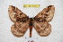  ( - BC-RBP 5344)  @12 [ ] Copyright (2010) Ron Brechlin Research Collection of Ron Brechlin