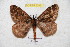  ( - BC-RBP 5345)  @13 [ ] Copyright (2010) Ron Brechlin Research Collection of Ron Brechlin