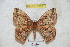  ( - BC-RBP 5380)  @12 [ ] Copyright (2010) Ron Brechlin Research Collection of Ron Brechlin