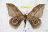  ( - BC-RBP 5431)  @11 [ ] Copyright (2010) Ron Brechlin Research Collection of Ron Brechlin