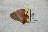  ( - BC-RBP 5440)  @12 [ ] Copyright (2010) Ron Brechlin Research Collection of Ron Brechlin