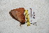  ( - BC-RBP 5441)  @12 [ ] Copyright (2010) Ron Brechlin Research Collection of Ron Brechlin