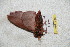  ( - BC-RBP 5508)  @12 [ ] Copyright (2010) Ron Brechlin Research Collection of Ron Brechlin