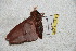  ( - BC-RBP 5509)  @12 [ ] Copyright (2010) Ron Brechlin Research Collection of Ron Brechlin