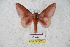  (Scolesa vinacea - BC-RBP 5583)  @14 [ ] Copyright (2010) Ron Brechlin Research Collection of Ron Brechlin