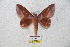 ( - BC-RBP 5595)  @13 [ ] Copyright (2010) Ron Brechlin Research Collection of Ron Brechlin