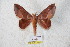  ( - BC-RBP 5605)  @13 [ ] Copyright (2010) Ron Brechlin Research Collection of Ron Brechlin