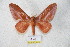  ( - BC-RBP 5623)  @11 [ ] Copyright (2010) Ron Brechlin Research Collection of Ron Brechlin