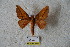  ( - BC-RBP 5631)  @13 [ ] Copyright (2010) Ron Brechlin Research Collection of Ron Brechlin