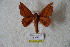  ( - BC-RBP 5632)  @13 [ ] Copyright (2010) Ron Brechlin Research Collection of Ron Brechlin