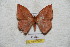  ( - BC-RBP 5651)  @11 [ ] Copyright (2010) Ron Brechlin Research Collection of Ron Brechlin