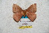  ( - BC-RBP 5656)  @13 [ ] Copyright (2010) Ron Brechlin Research Collection of Ron Brechlin