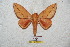  ( - BC-RBP 5660)  @13 [ ] Copyright (2010) Ron Brechlin Research Collection of Ron Brechlin
