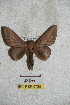  ( - BC-RBP 5725)  @13 [ ] Copyright (2010) Ron Brechlin Research Collection of Ron Brechlin