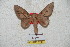  ( - BC-RBP 5740)  @13 [ ] Copyright (2010) Ron Brechlin Research Collection of Ron Brechlin