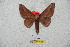  (Citioica kaechi - BC-RBP 5744)  @13 [ ] Copyright (2010) Ron Brechlin Research Collection of Ron Brechlin