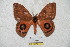  ( - BC-RBP 5745)  @13 [ ] Copyright (2010) Ron Brechlin Research Collection of Ron Brechlin