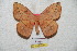  ( - BC-RBP 5754)  @13 [ ] Copyright (2010) Ron Brechlin Research Collection of Ron Brechlin