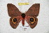  ( - BC-RBP 5755)  @14 [ ] Copyright (2010) Ron Brechlin Research Collection of Ron Brechlin