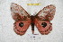  ( - BC-RBP 5761)  @12 [ ] Copyright (2010) Ron Brechlin Research Collection of Ron Brechlin
