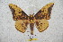  ( - BC-RBP 5786)  @13 [ ] Copyright (2010) Ron Brechlin Research Collection of Ron Brechlin