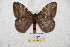  ( - BC-RBP 5797)  @13 [ ] Copyright (2010) Ron Brechlin Research Collection of Ron Brechlin