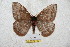  ( - BC-RBP 5799)  @13 [ ] Copyright (2010) Ron Brechlin Research Collection of Ron Brechlin