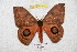  ( - BC-RBP 5876)  @13 [ ] Copyright (2010) Ron Brechlin Research Collection of Ron Brechlin