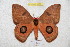  ( - BC-RBP 5877)  @13 [ ] Copyright (2010) Ron Brechlin Research Collection of Ron Brechlin