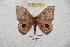  ( - BC-RBP 5880)  @13 [ ] Copyright (2010) Ron Brechlin Research Collection of Ron Brechlin