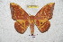  ( - BC-RBP 5884)  @13 [ ] Copyright (2010) Ron Brechlin Research Collection of Ron Brechlin