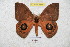  ( - BC-RBP 5888)  @14 [ ] Copyright (2010) Ron Brechlin Research Collection of Ron Brechlin