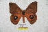  ( - BC-RBP 5889)  @14 [ ] Copyright (2010) Ron Brechlin Research Collection of Ron Brechlin