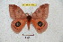  ( - BC-RBP 4474)  @11 [ ] Copyright (2010) Ron Brechlin Unspecified
