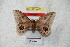  ( - BC-RBP 4483)  @13 [ ] Copyright (2010) Ron Brechlin Unspecified
