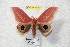  ( - BC-RBP 4491)  @15 [ ] Copyright (2010) Ron Brechlin Unspecified