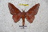  (Rachesa sinjaevorum - BC-RBP 4544)  @14 [ ] Copyright (2010) Ron Brechlin Unspecified