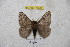  ( - BC-RBP 4600)  @14 [ ] Copyright (2010) Ron Brechlin Unspecified