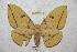  (Eacles typica - BC-RBP 4612)  @15 [ ] Copyright (2010) Ron Brechlin Unspecified
