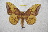  (Eacles decoris - BC-RBP 4620)  @15 [ ] Copyright (2010) Ron Brechlin Unspecified