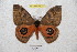  ( - BC-RBP 4638)  @11 [ ] Copyright (2010) Ron Brechlin Unspecified